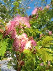 Calliandra