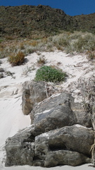 Sisymbrium runcinatum