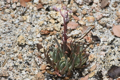 Dudleya pauciflora