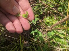 Trifolium campestre
