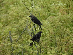 Aves