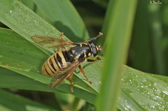 Temnostoma vespiforme