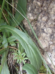 Lobelia anatina