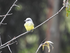 Tyrannus melancholicus