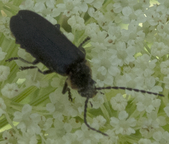 Polemius laticornis