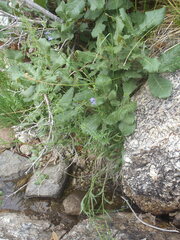Lobelia anatina