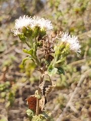 Tamaulipa azurea