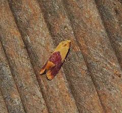 Diceratura ostrinana