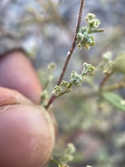 Chenopodium nevadense