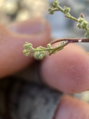 Chenopodium nevadense
