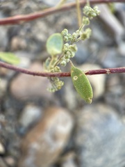 Chenopodium nevadense