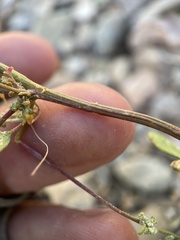 Chenopodium nevadense