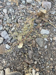 Chenopodium nevadense