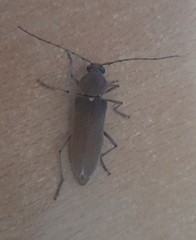 Hesperophanes sericeus