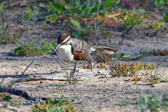 Pomatostomus ruficeps
