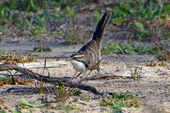 Pomatostomus ruficeps