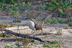 Pomatostomus ruficeps