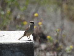 Oriturus superciliosus