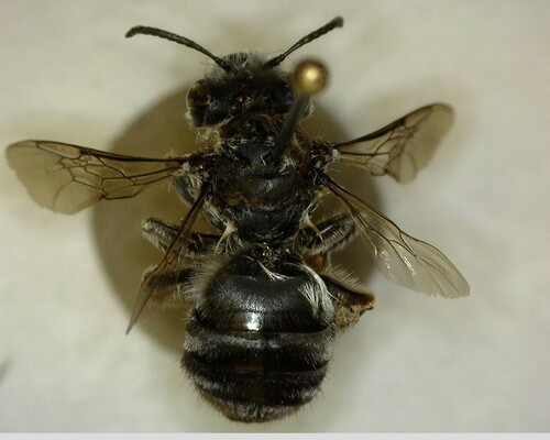 iNaturalist observation photo of Synhalonia