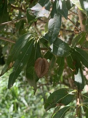 Terminalia australis