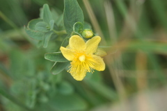 Hypericum maculatum maculatum