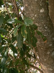 Terminalia australis