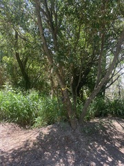 Terminalia australis