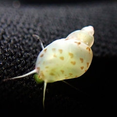 Tricolia pullus