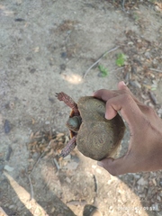 Rhinoclemmys pulcherrima pulcherrima