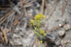 Draba demareei