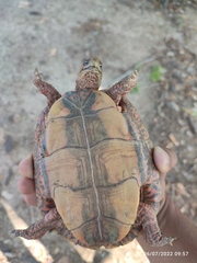 Rhinoclemmys pulcherrima pulcherrima