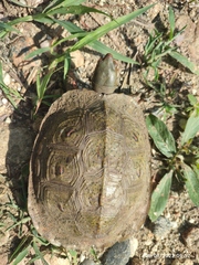 Rhinoclemmys pulcherrima pulcherrima