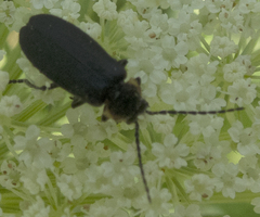 Polemius laticornis