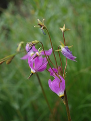 Primula jeffreyi