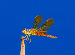 Perithemis tenera