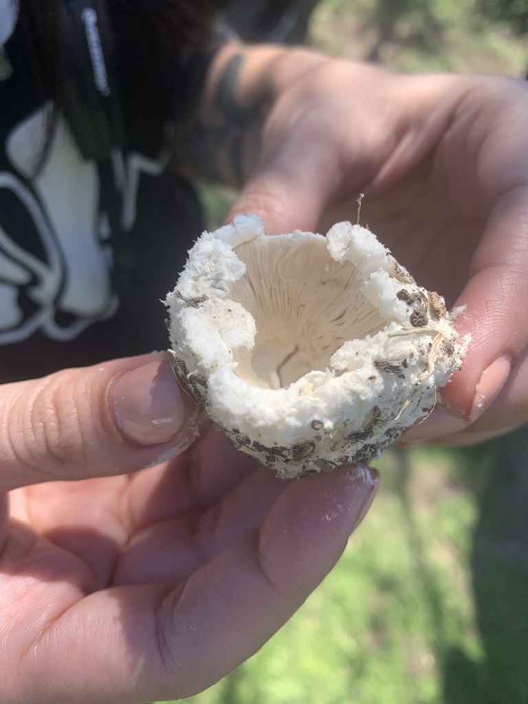 Amanita foetens · March 2022 · photo: © carancho (iNaturalist, cc-by)