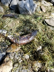 Anguilla rostrata