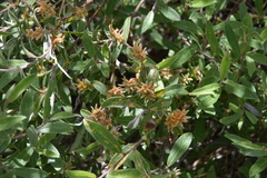 Melampsora epitea