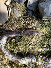 Anguilla rostrata