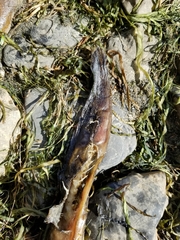 Anguilla rostrata