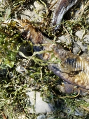 Anguilla rostrata
