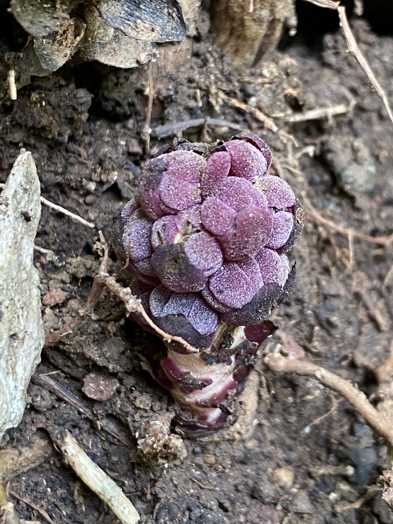 Bdallophytum americanum (Bdallophytum americanum)