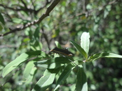 Staluptus marginalis