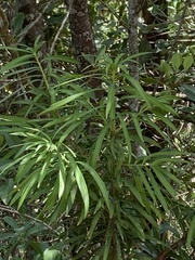 Podocarpus matudae jaliscanus