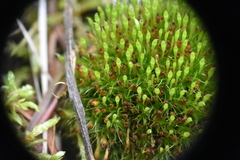 Tetraplodon angustatus