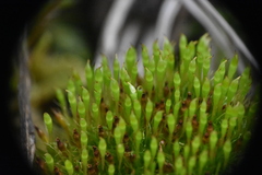 Tetraplodon angustatus