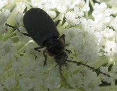 Polemius laticornis