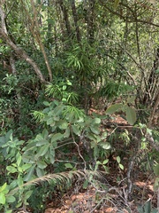 Podocarpus matudae jaliscanus