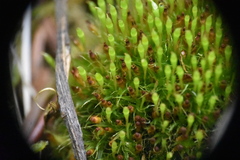 Tetraplodon angustatus