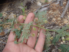 Mimosa grahamii